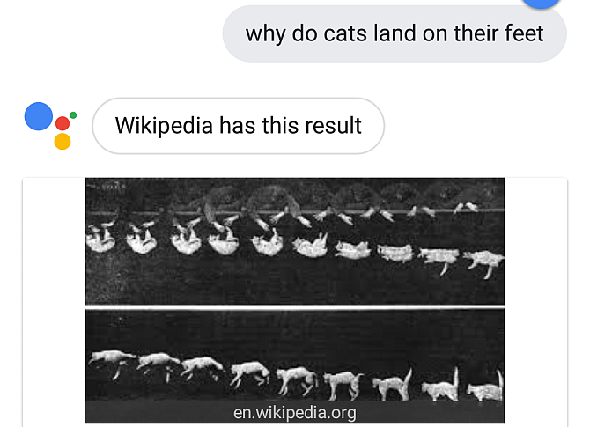 Google Assistant Répondant à la question du chat