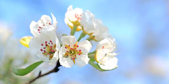 closeup fleur d'arbre