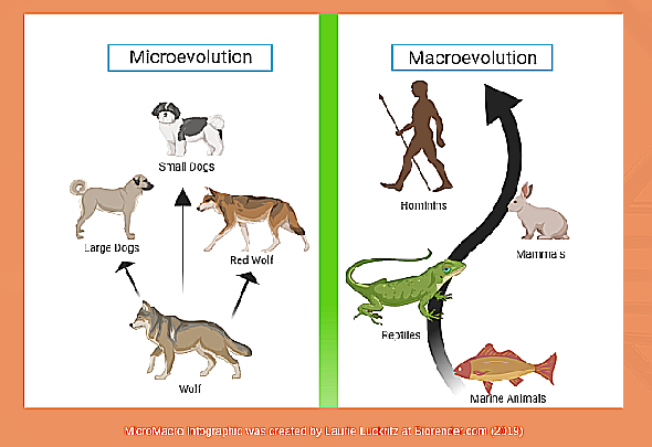 Laurie Luckritz's Everything Evolution blog explains the basics of evolution in simple terms without jargon