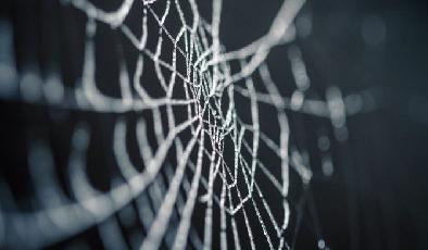 Working Dark Web Links